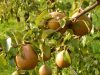 Pommes du Verger du Menez