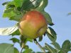 20 variétés de pomme à couteaux