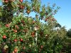 7 hectares de pommiers