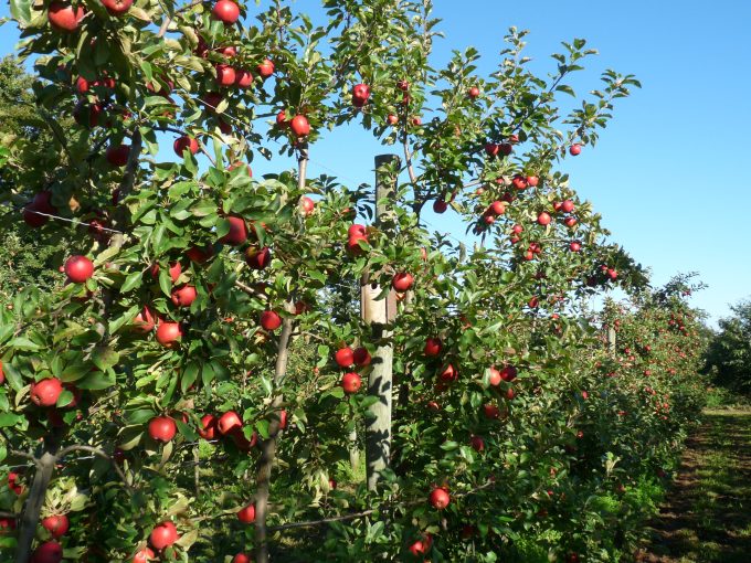 7 hectares de pommiers