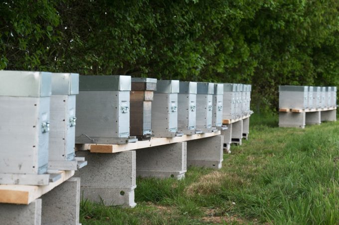 Les ruches pollinisent les fruitiers