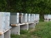 Les ruches pollinisent les fruitiers