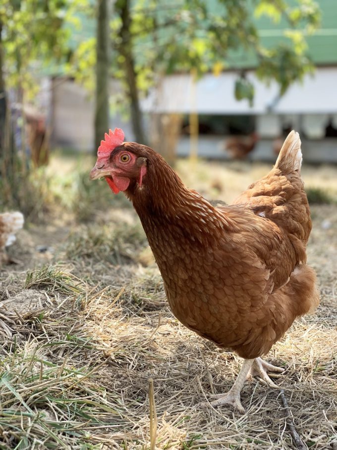 Les poules aident aux vergers