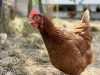 Les poules aident aux vergers