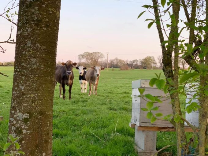 Les vaches aussi aident au verger