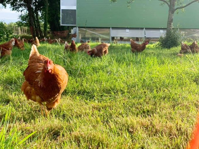 Les poules aident aux vergers