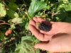 Production de petits fruits