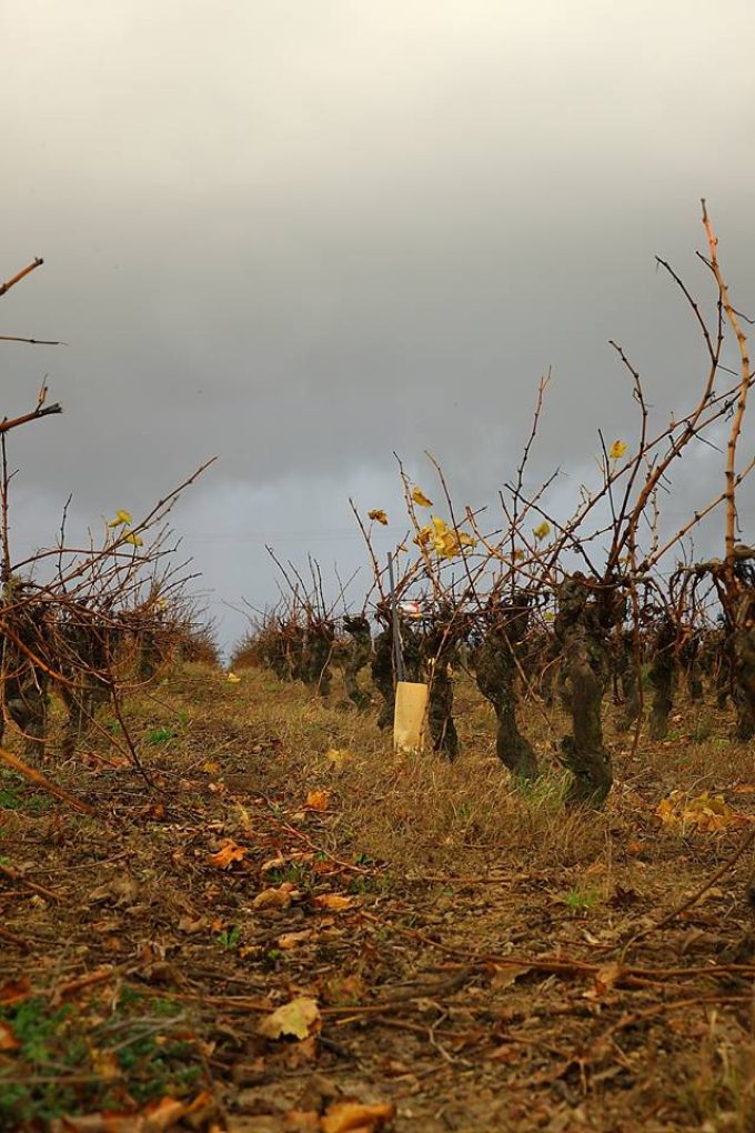 Vignes des vignobles Chéneau