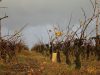 Vignes des vignobles Chéneau
