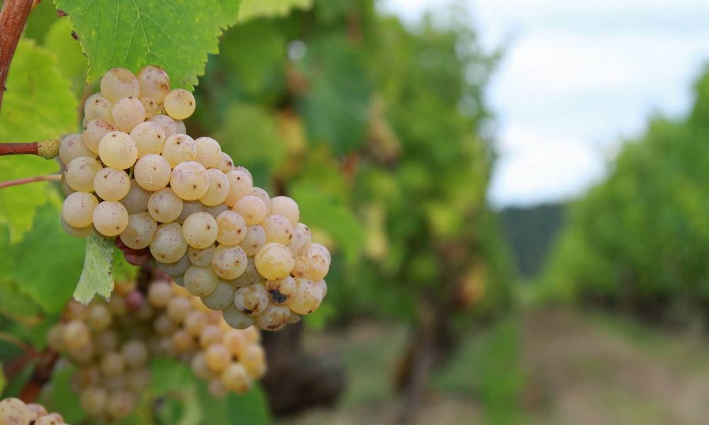 Du vin en Bretagne : Depuis toujours et pour toujours !