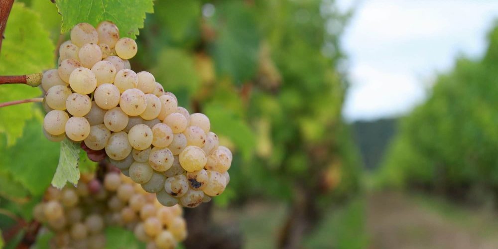 Du vin en Bretagne : Depuis toujours et pour toujours !