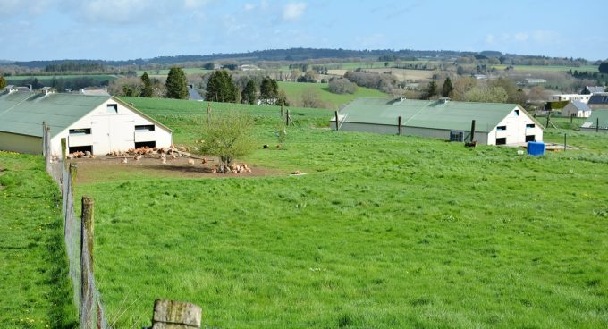 Les Volailles de la Bruyère Blanche - alimentation herbe
