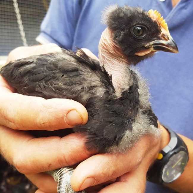 Les volailles du pré BIOttés