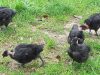 Les volailles du pré BIOttés - élevé en plein air