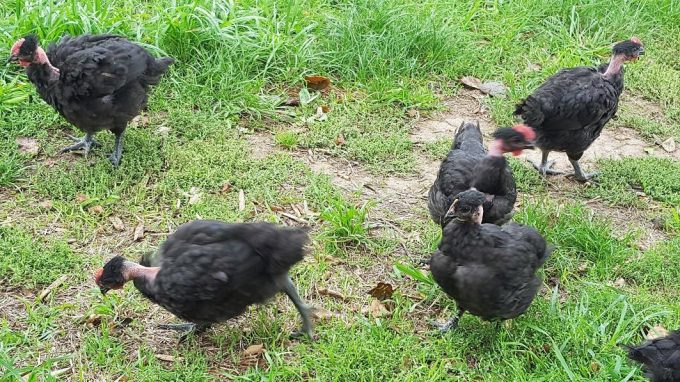Les volailles du pré BIOttés - élevé en plein air