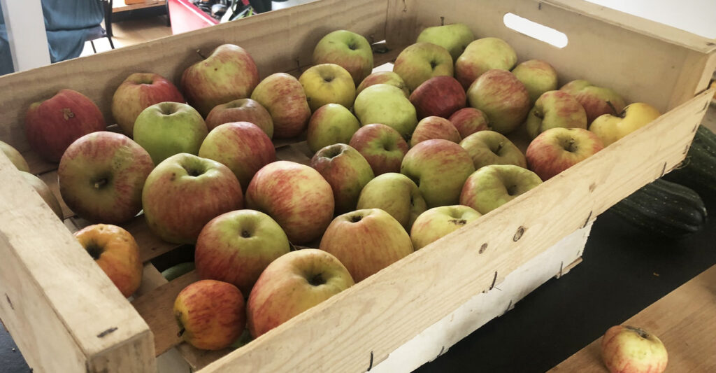 Saison de la pomme, histoire, bienfaits, variétés… On te dit tout !