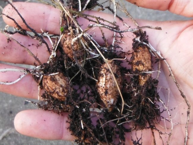 Châtaigne de terre : Origines, bienfaits, cuisine et dégustation