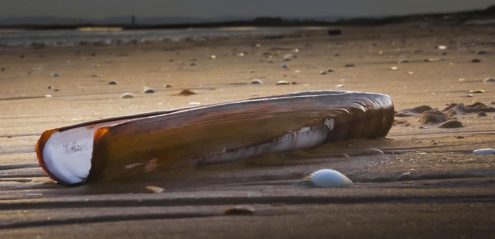 Couteau de mer (coquillage) : pêche, saison et recettes Couteau de mer (coquillage) : pêche, saison et recettes