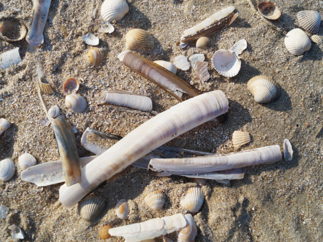 Couteau de mer (coquillage) : pêche, saison et recettes