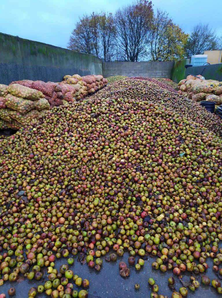 Comment faire du cidre ? Les différentes étapes de la fabrication [GUIDE]