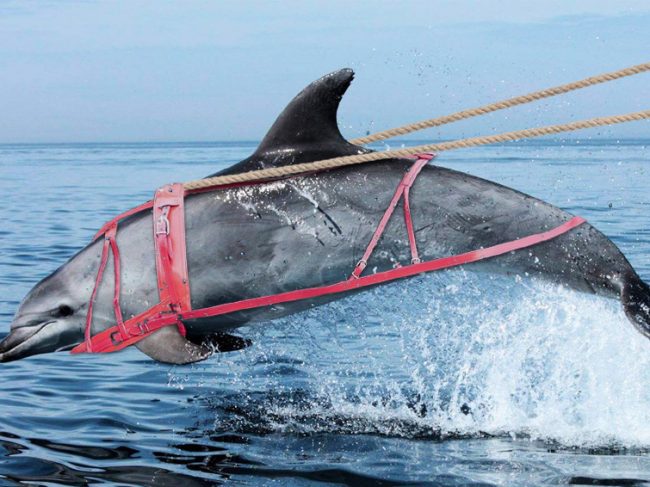 Transport maritime insolite : des dauphins tractent une barge à l&rsquo;Île de Sein !