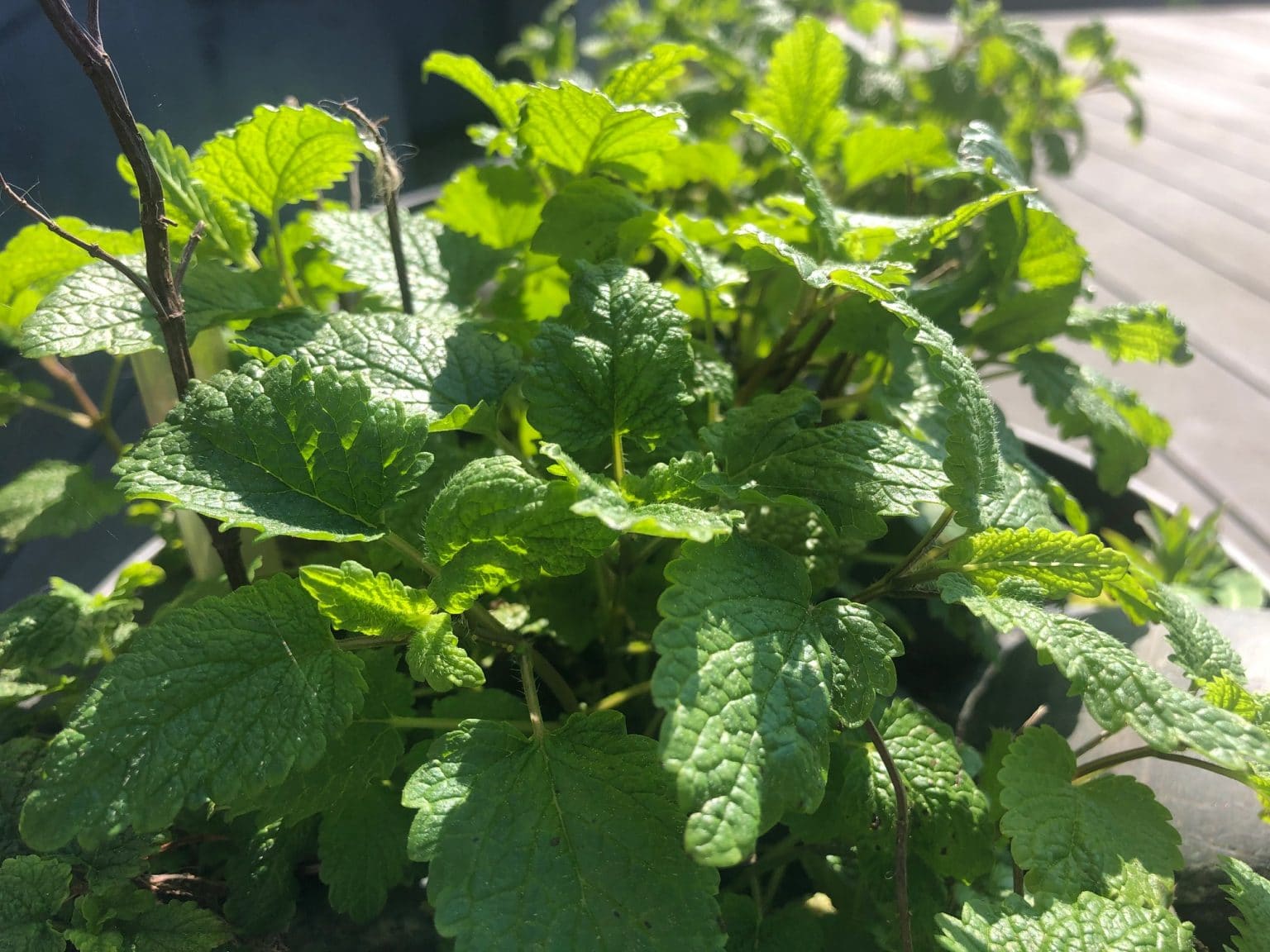 La mélisse citronnelle (sauvage) Bienfaits, Usages, Culture et Recettes