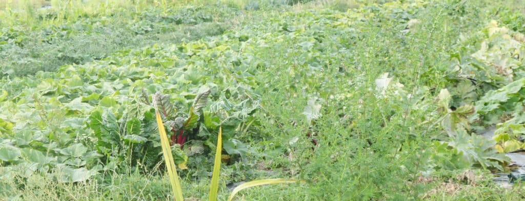 Formation Permaculture en ligne : j'ai testé et voici mon avis Formation Permaculture en ligne : j'ai testé et voici mon avis
