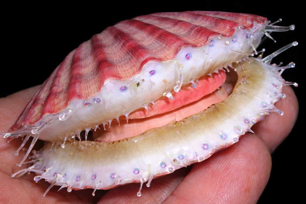 Pétoncle : le coquillage breton discret, à pêcher et cuisiner avec responsabilité Pétoncle : le coquillage breton discret, à pêcher et cuisiner avec responsabilité