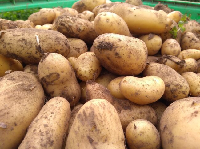 Tout sur la pomme de terre : variétés, saisons, bienfaits, conservation…