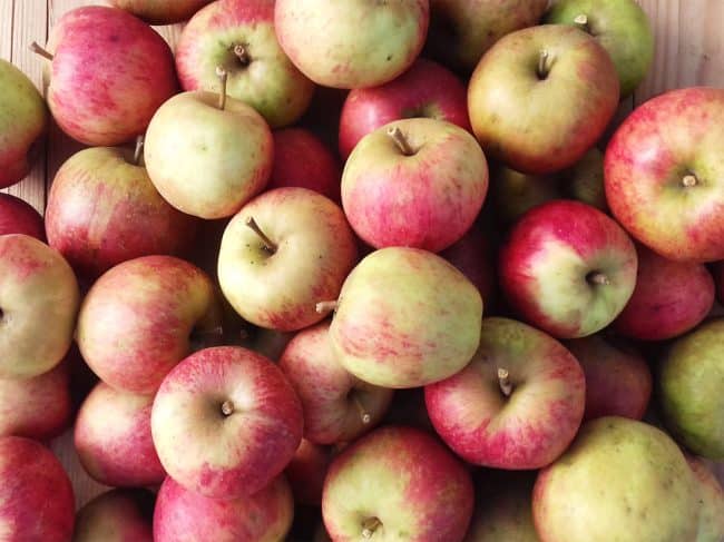 12 variétés de pommiers bretons à cultiver en Bretagne