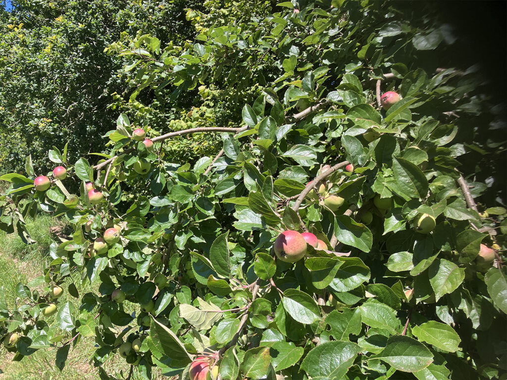 Saison de la pomme, histoire, bienfaits, variétés… On te dit tout !