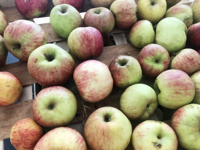 Saison de la pomme, histoire, bienfaits, variétés… On te dit tout !