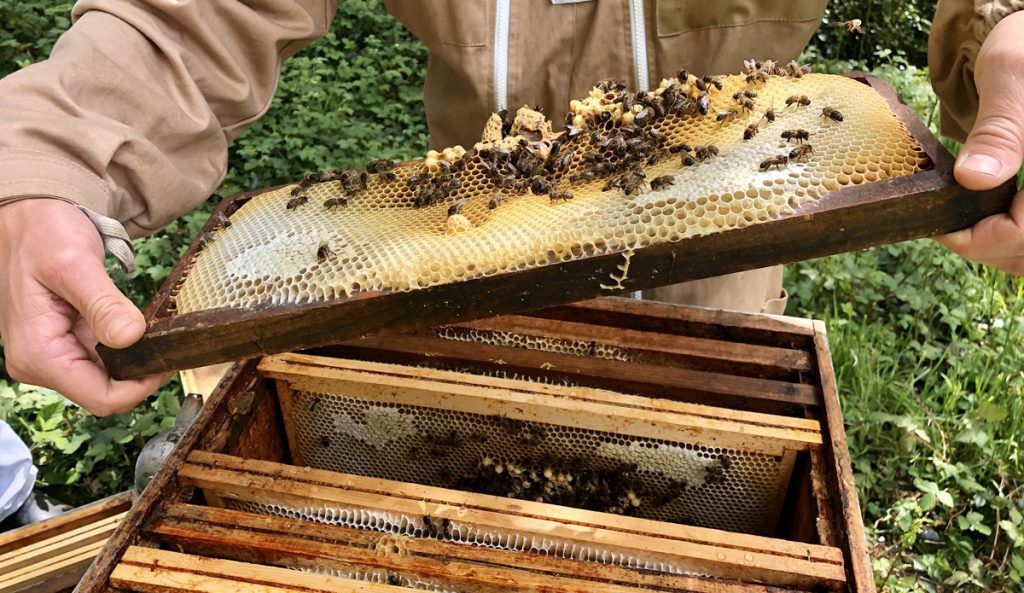 Les Bienfaits de la Propolis : 4 Variétés aux Pouvoirs Différents Les Bienfaits de la Propolis : 4 Variétés aux Pouvoirs Différents
