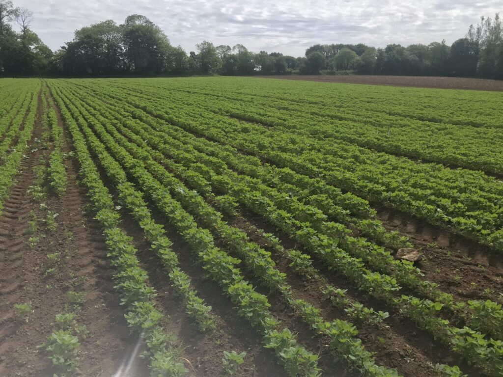 Quinoa breton : culture locale, bienfaits et idées recettes