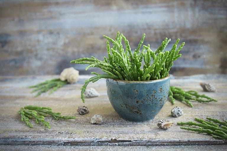 Salicorne : Comment la récolter, la conserver et la cuisiner