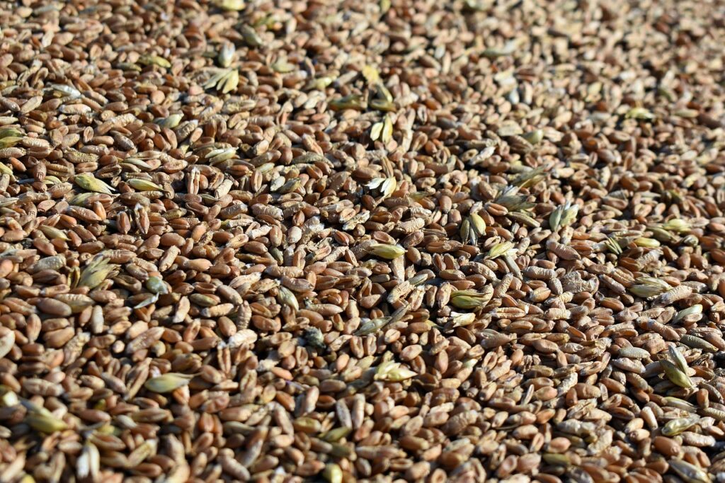 Seigle breton : une céréale rustique, locale et nutritive Seigle breton : une céréale rustique, locale et nutritive