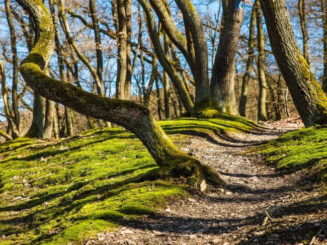 Sylvothérapie : bienfaits, activités et conseils en forêt