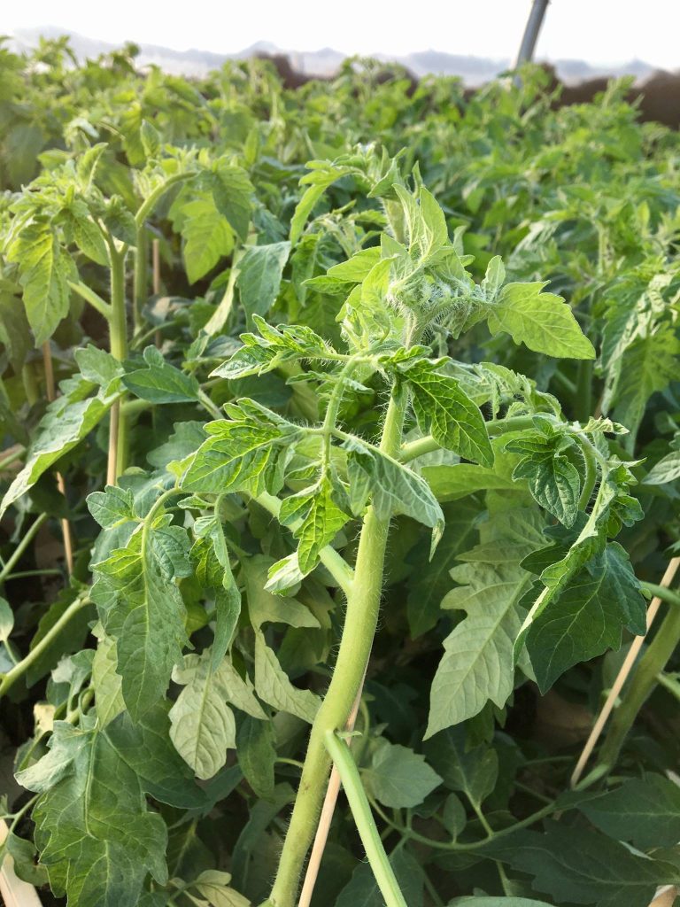 14 variétés de légumes à cultiver pour un potager 100 % breton 