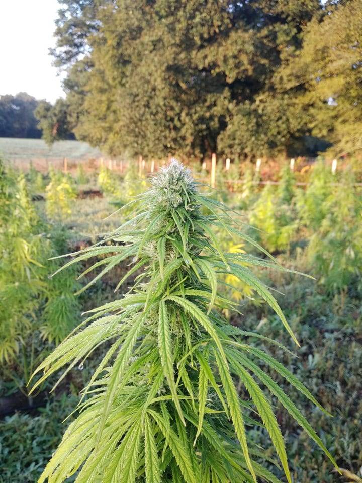CBD breton : producteurs locaux, traçabilité et conseils pour bien choisir CBD breton : producteurs locaux, traçabilité et conseils pour bien choisir
