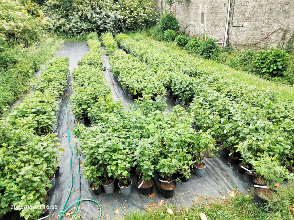 Pépinière de petits fruitiers à La Roche-Jaudy – Viva Cité