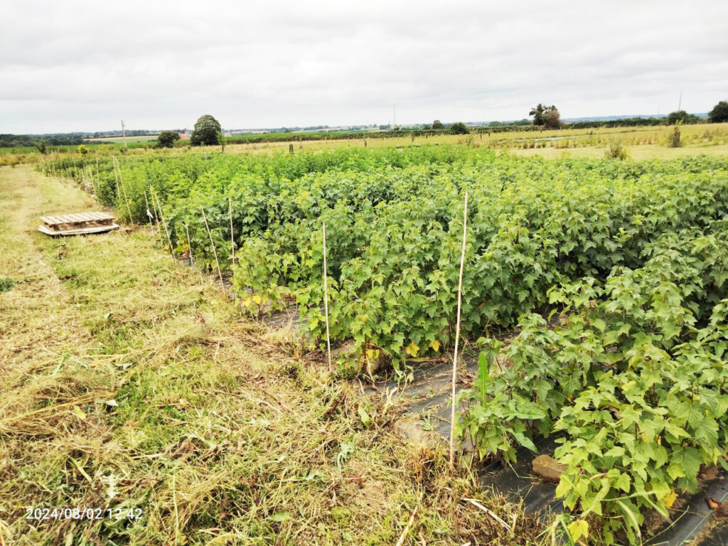 Pépinière de petits fruitiers à La Roche-Jaudy – Viva Cité